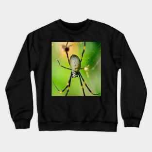 The Orb Weaver Spider awaits its meal! Crewneck Sweatshirt